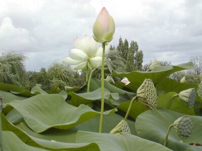 lotus, lotus  7