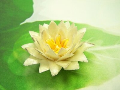 lotus, lotus 9