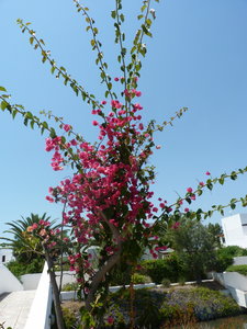 Vacances en Grèce - Hydra Beach Resort Hôtel, P1120128