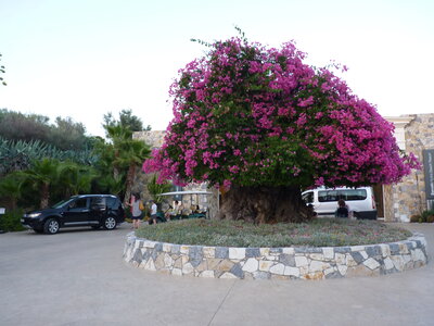 Vacances en Grèce - Hydra Beach Resort Hôtel, P1120359