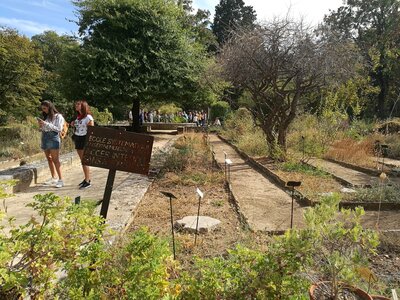 Montpellier Septembre 2017, Jardin des Plantes 2